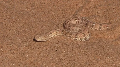 Sidewinder Stockbeeldmateriaal 119698427