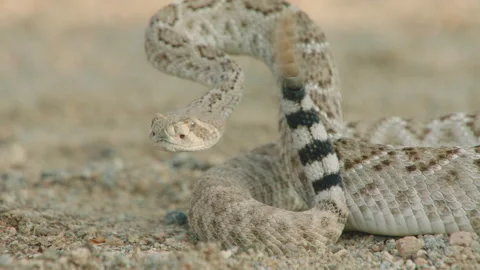 Sidewinder shaking its rattle, New Mexico, USA 스톡 동영상 139482065
