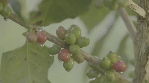 Sidikalang Coffee Beans Vídeos de archivo 246116312