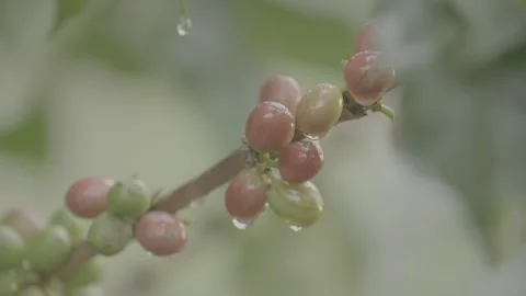 Sidikalang Coffee Beans Vídeos de archivo 246116316