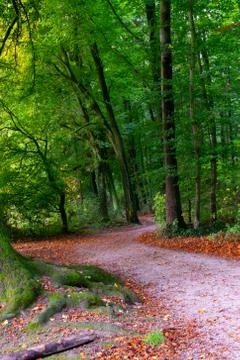 Sidled pathway through a forest Foto stock