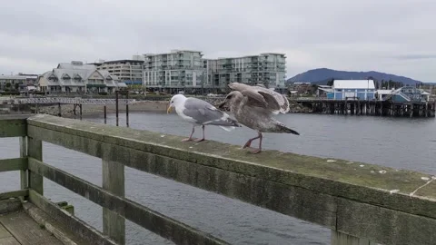 Sidney Pier looking toward Fish Market Stock Footage 178307058