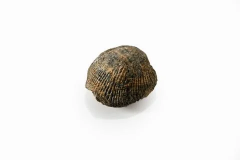 Sieberella, Fossil Specimen. Stock Photos