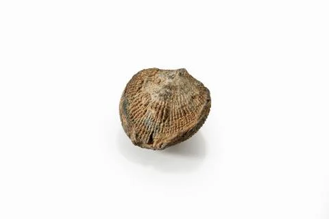 Sieberella, Fossil Specimen. Stock Photos