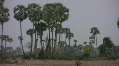 Siem Reap Countryside View Stock Footage 11289448