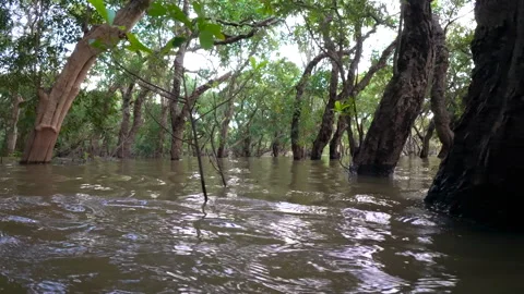 Siem Reap Kompong Phluk Floating Village Stock Footage 306059276