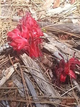 Sierra Ginger red bloom Stock Photos