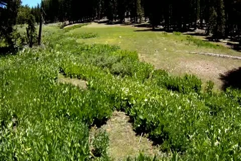 Sierra Meadow Low Level Flyover Stock Footage 11279150