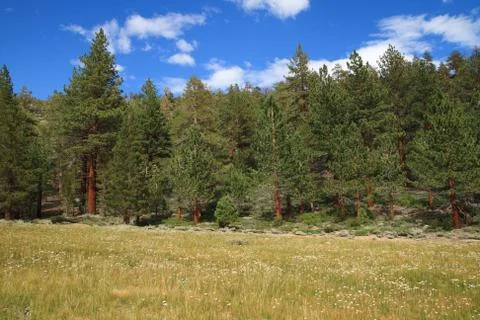 Sierra meadow Stock Photos