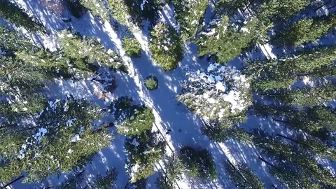Sierra Nevada Alpine Forest 2 Stock Footage 81885431