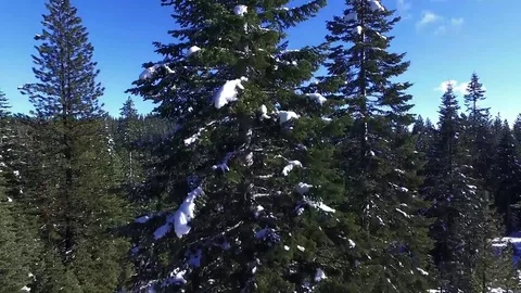 Sierra Nevada Alpine Forest Stock Footage 81885152