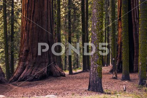 Sierra Nevada Forest Stock Photos