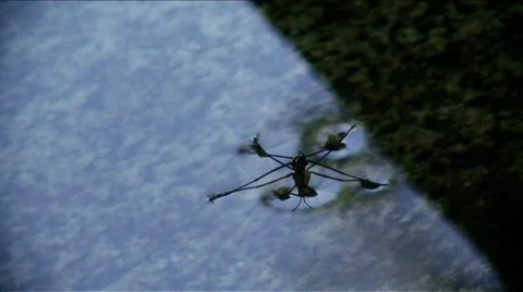 Sierra Nevada-Insect on Water's Surface B Stock Footage 1060875