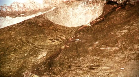 Sierra Nevada-Insect on Water's Surface Stock Footage 1060879