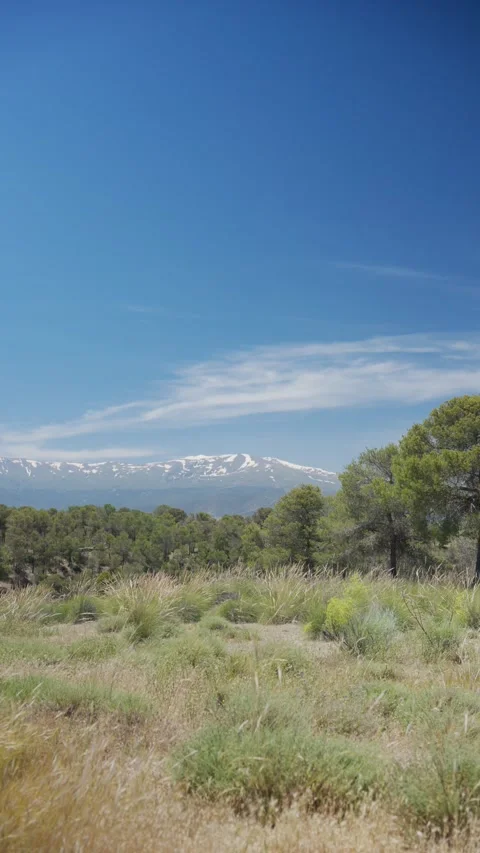 Sierra nevada mountain range with snow peaks and pine forest Stock Footage 337901128