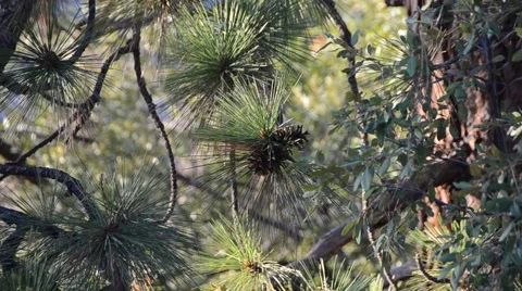 Sierra Nevada Mountains, close up tree Stock Footage 45986494
