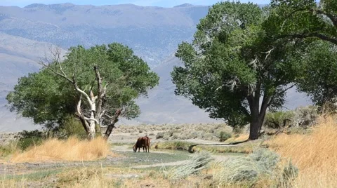 Sierra Nevada Mountains Stock Footage 45992780