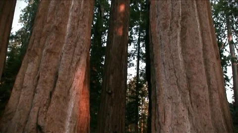 Sierra Nevada-Upward Pan of Trees Stock Footage 1060927