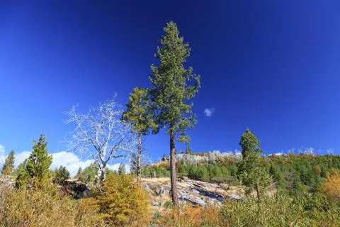 Sierra Trees Foto stock