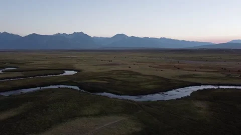 Sierras Cows and Grass Stock Footage 136908379