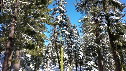 SierraSpringSnow1 Vídeos de archivo 252604756