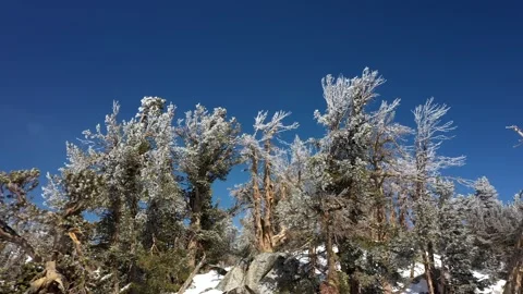 SierraSpringSnow12 Vídeos de archivo 252604575