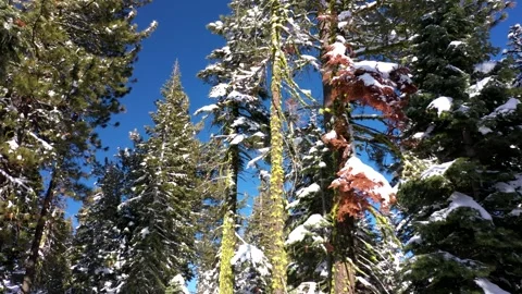 SierraSpringSnow2 Stock Footage 252604753