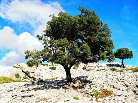 Siesta in the Shadow Tree on the Top of Mallorca with the Viewpoint over the Who Foto stock