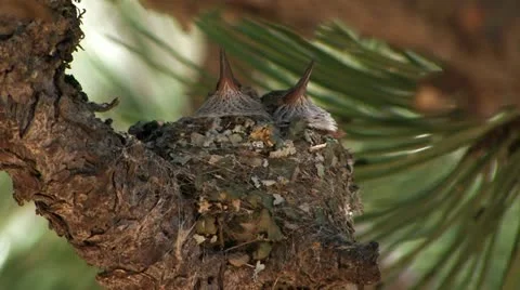 Siesta time for two Broad-tailed Hummingbird chicks 스톡 동영상 22419559