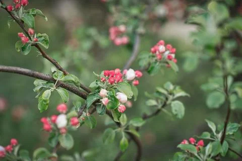 Sievers apple tree, a type of apple tree 2995. Stock Photos