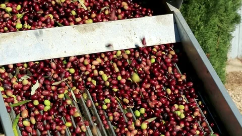 Sieving olives Stock Footage 91856718
