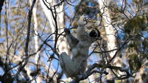 Sifaka Lemur Eating Fruits in A Tree, Kirindi National Park, Madagascar Stock Footage 122297341