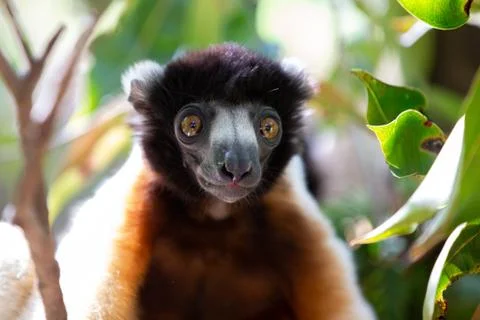 A Sifaka lemur that has made itself comfortable in the treetop Stock Photos