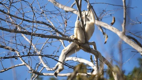 Sifaka Lemur Jumping On Tree Branch, Kirindi National Park, Madagascar Stock Footage 122292846