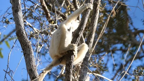 Sifaka Lemur Looking Around From The Top Of A Tree, Kirindi, Madagascar Stock Footage 122290853