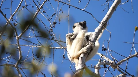 Sifaka Lemur Looking Around In A Tree, Kirindi Park, Madagascar Stock Footage 122295874