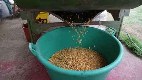 Sifted corn falling from the separator Stock Footage 79744124