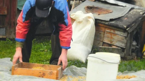Sifting the grain through the sieve by hand Stock-Footage 76493601