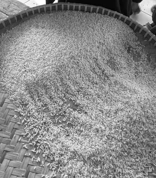 Sifting rice Stock-Fotos