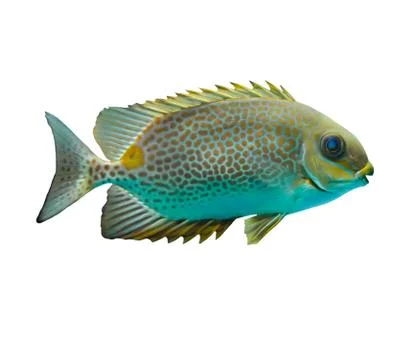 Siganus oramin. Stock Photos