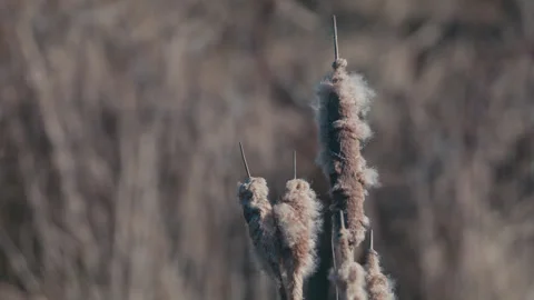 Sigar plant Stock Footage 332229382
