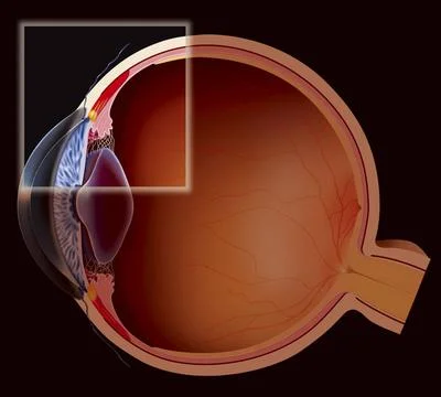  Sight The accomodation - near vision. The visual accommodation enables to... Stock Photos