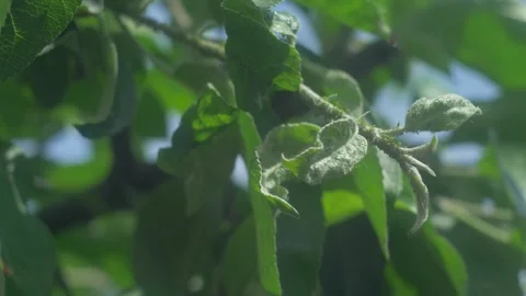 The sight of aphid insects on an apple trees leaves and stems can indicate an Video stock 317518883
