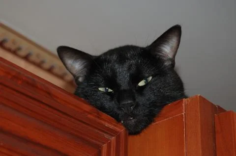 The sight of a black cat. Foto stock