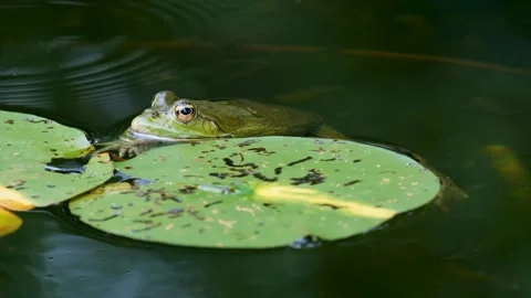 The sight of a frog Stock Footage 233052961