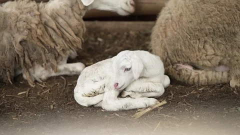 The sight of a new lamb being born Stock Footage 263698150