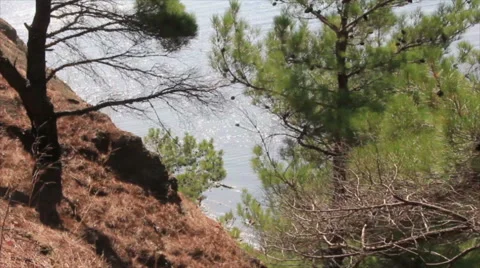 Sight from pinery Stock Footage 64830318