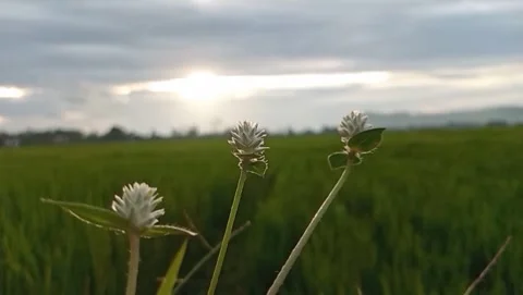 The sight of small white flowers growing among the green grass. 库存影片 329767087