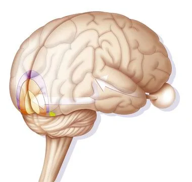  Sight Visual cortex. Illustration of the visual zones of the brain, on a ... Stock Photos