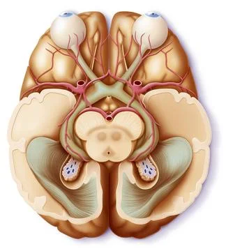  Sight The visual system. Illustration of the network through which visual... Stock Photos
